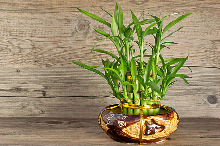 Những loại cây cảnh nào tốt cho phong thủy phòng khách?